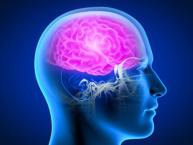 Radang Otak - Ilustrasi otak manusia